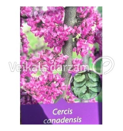 KANĀDAS CERCIS