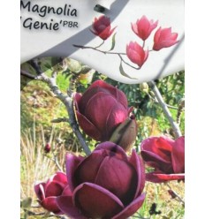 MAGNOLIJA GENIE