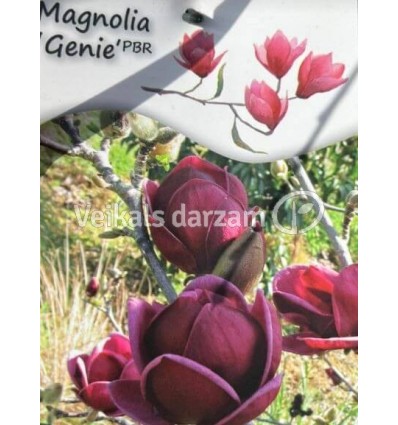 MAGNOLIJA GENIE