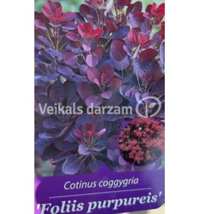 EIROPAS PARŪKKOKS FOLLIS PURPUREIS PA