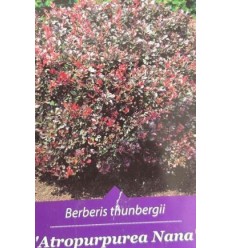 BĀRBELE TUNBERGO ATROPURPUREA NANA