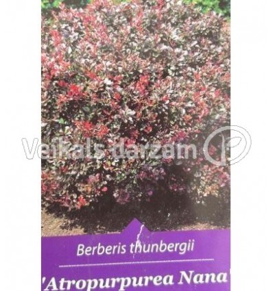 BĀRBELE TUNBERGO ATROPURPUREA NANA