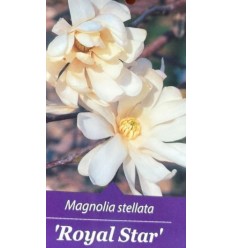 ZVAIGŽŅU MAGNOLIJA ROYAL STAR