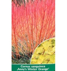 SARKANAIS GRIMONIS ANNY'S WINTER ORANGE