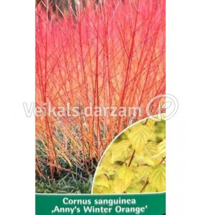 SARKANAIS GRIMONIS ANNY'S WINTER ORANGE