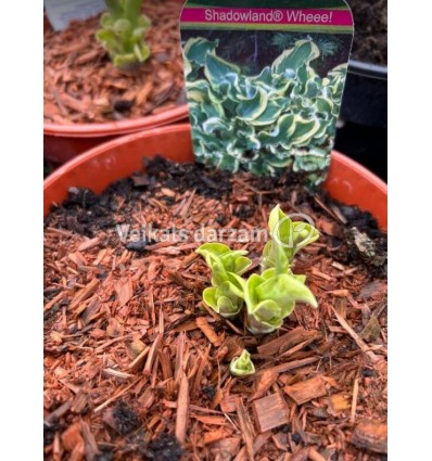 HOSTA SHADOWLAND WHEEE!