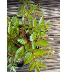 ASTILBE DARWIN'S DREAM