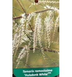 TAMARISKS ZARAINAIS HULSDONK WHITE