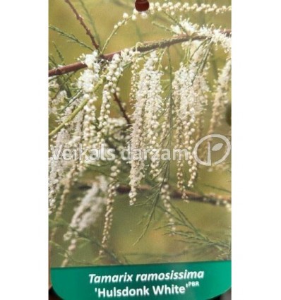 TAMARISKS ZARAINAIS HULSDONK WHITE