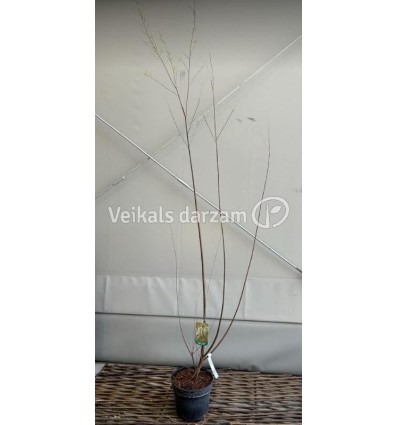 TAMARISKS ZARAINAIS HULSDONK WHITE