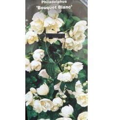 JASMĪNS BOUQUET BLANC