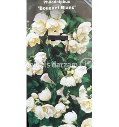 JASMĪNS BOUQUET BLANC