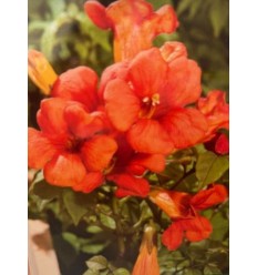 PARASTAIS KAMPSIS SUMMER JAZZ FIRE TRUMPET VINE PA