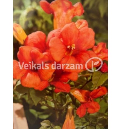 PARASTAIS KAMPSIS SUMMER JAZZ FIRE TRUMPET VINE PA