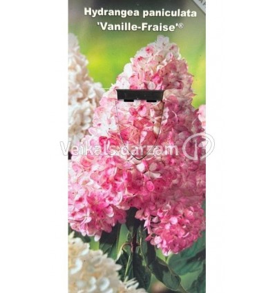 HORTENZIJA VANILLE FRAISE