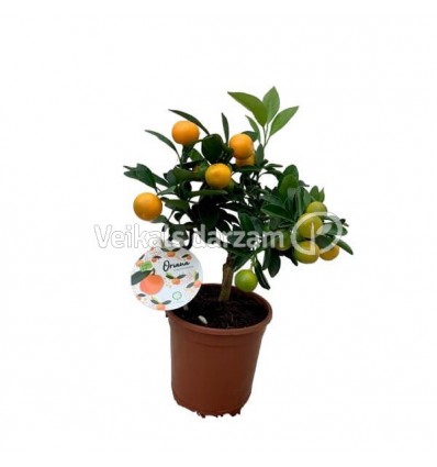 MANDARINAS (CITROF. CALAMONDIN) 14Ø35H