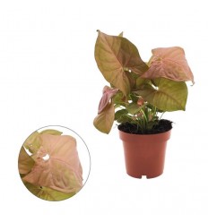 SINGONIS (SYNGONIUM) NEON 12Ø26H