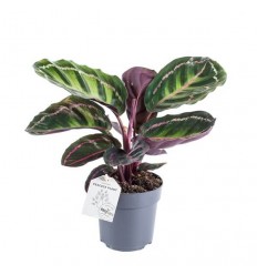 KALATĖJA (CALATHEA ILLUSTRIS) 11Ø25H