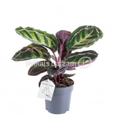 KALATĖJA (CALATHEA ILLUSTRIS) 11Ø25H