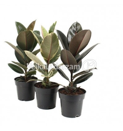 FIKUSAS (FICUS ELASTICA) MIX 17Ø55H