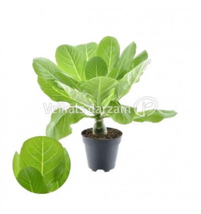 PALMĖ HAVAJŲ (BRIGHAMIA INSIGNIS) 12Ø37H