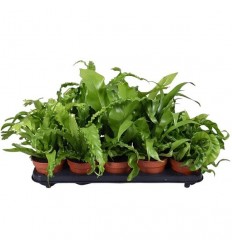 KALNARŪTĖ (ASPLENIUM) MIX 12Ø25H