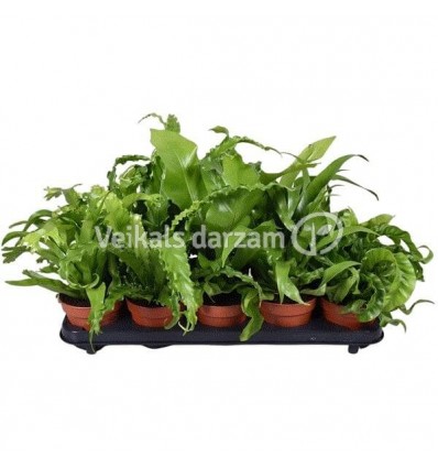 KALNARŪTĖ (ASPLENIUM) MIX 12Ø25H