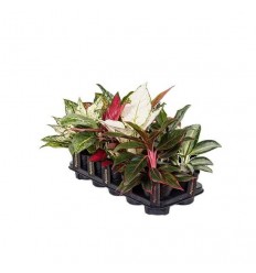 AGLAONEMA MIX EXCLUSIVE 12Ø35H