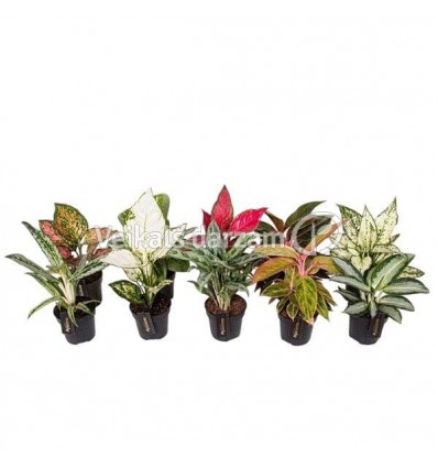 AGLAONEMA MIX EXCLUSIVE 12Ø35H