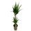 JUKA (YUCCA) TOEF 19Ø100H