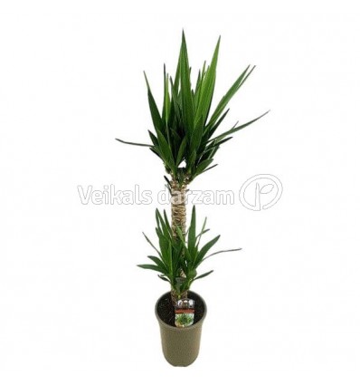 JUKA (YUCCA) TOEF 19Ø100H