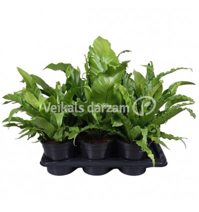 KALNARŪTĖ (ASPLENIUM) MIX 17Ø45H