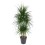 DRACENA MARGINATA CARROUSEL 31Ø160H