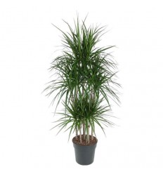 DRACENA MARGINATA CARROUSEL 31Ø160H