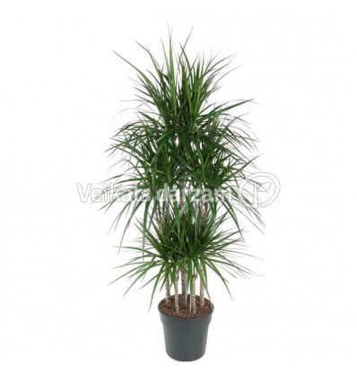 DRACENA MARGINATA CARROUSEL 31Ø160H