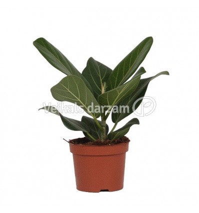 FIKUSAS (FICUS) AUDREY 12Ø25H