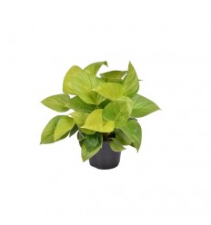 HOMALOMENA LEMON LIME 14Ø35H