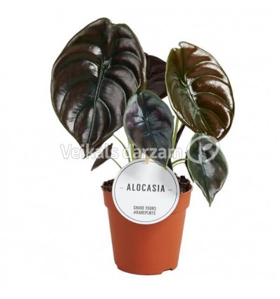 ALOKAZIJA (ALOCASIA) RED SECRET 12Ø40H