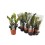 ZAMIOKULKAS (ZAMIOCULCAS) RAVEN 14Ø45H