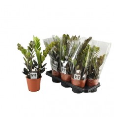 ZAMIOKULKAS (ZAMIOCULCAS) RAVEN 14Ø45H