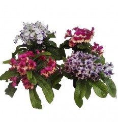 STREPTOKARPAS (STREPTOCARPUS) MIX 12Ø30H