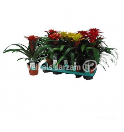 GUZMANIJA (GUZMANIA SQUAROSA) MIX 13Ø40H