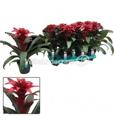 GUZMANIJA (GUZMANIA) SALINAS 13Ø40H