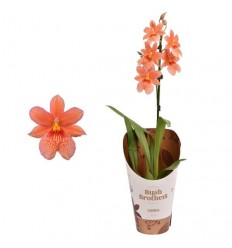 ORCHIDĖJA (VUYLSTKERYA) ISLER ORANGE 12Ø55H