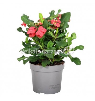 KARPAŽOLĖ (EUPHORBIA) VULCANUS 13Ø25H