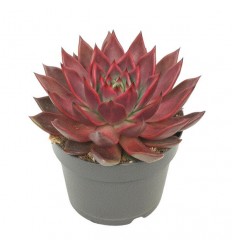 KALVORĖ (ECHEVERIA) ANTARIS 13Ø15H