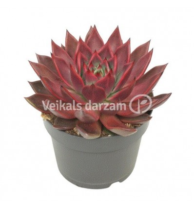 KALVORĖ (ECHEVERIA) ANTARIS 13Ø15H