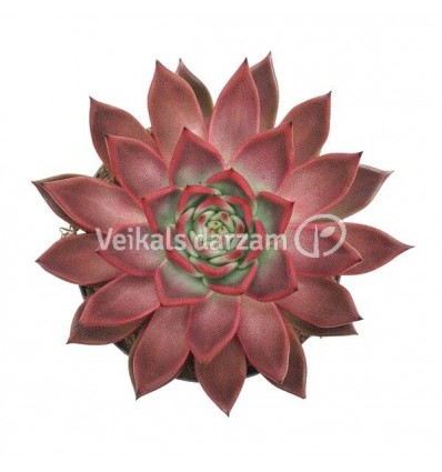 KALVORĖ (ECHEVERIA) ANTARIS 13Ø15H