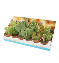 OPUNCIJA (OPUNTIA) MIX 8,5Ø17H