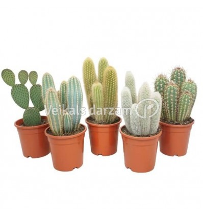 KAKTUSAS (CACTUS) ZUILEN MIX 17Ø40H